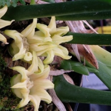 aspidistra-attenuata-alishan-giant-splatter-flowers-thumb (1)